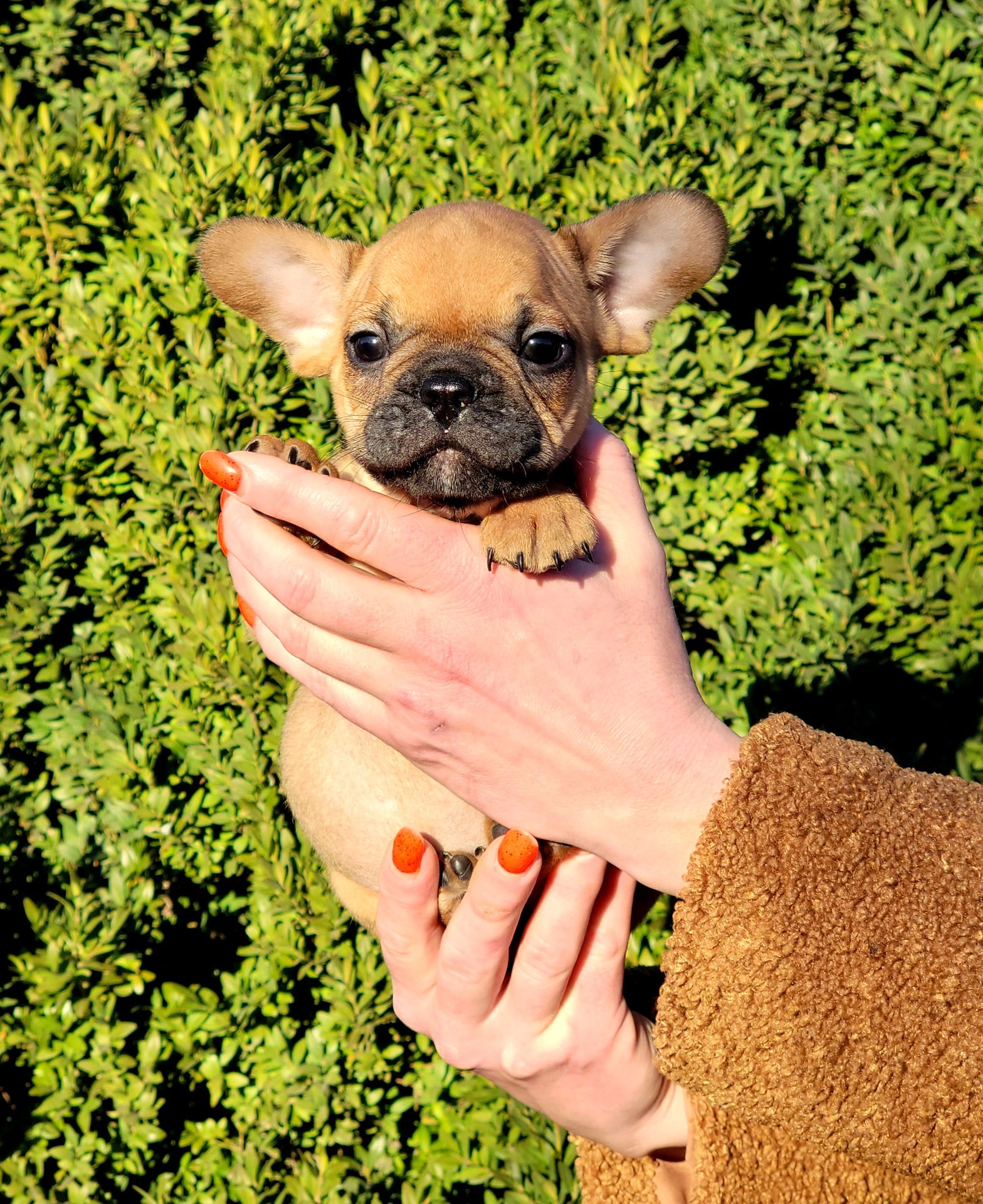 Французский бульдог мальчик