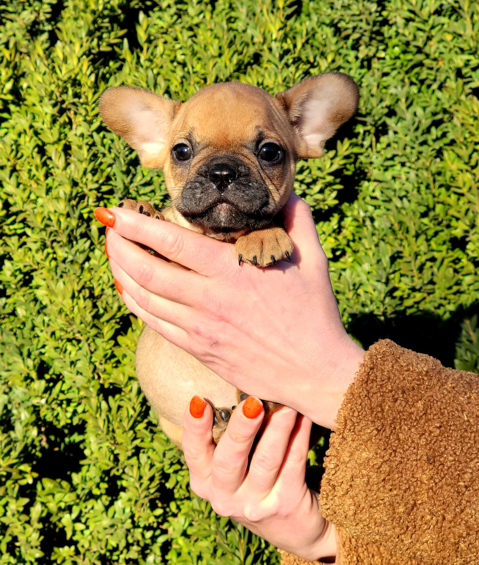 Французский бульдог мальчик