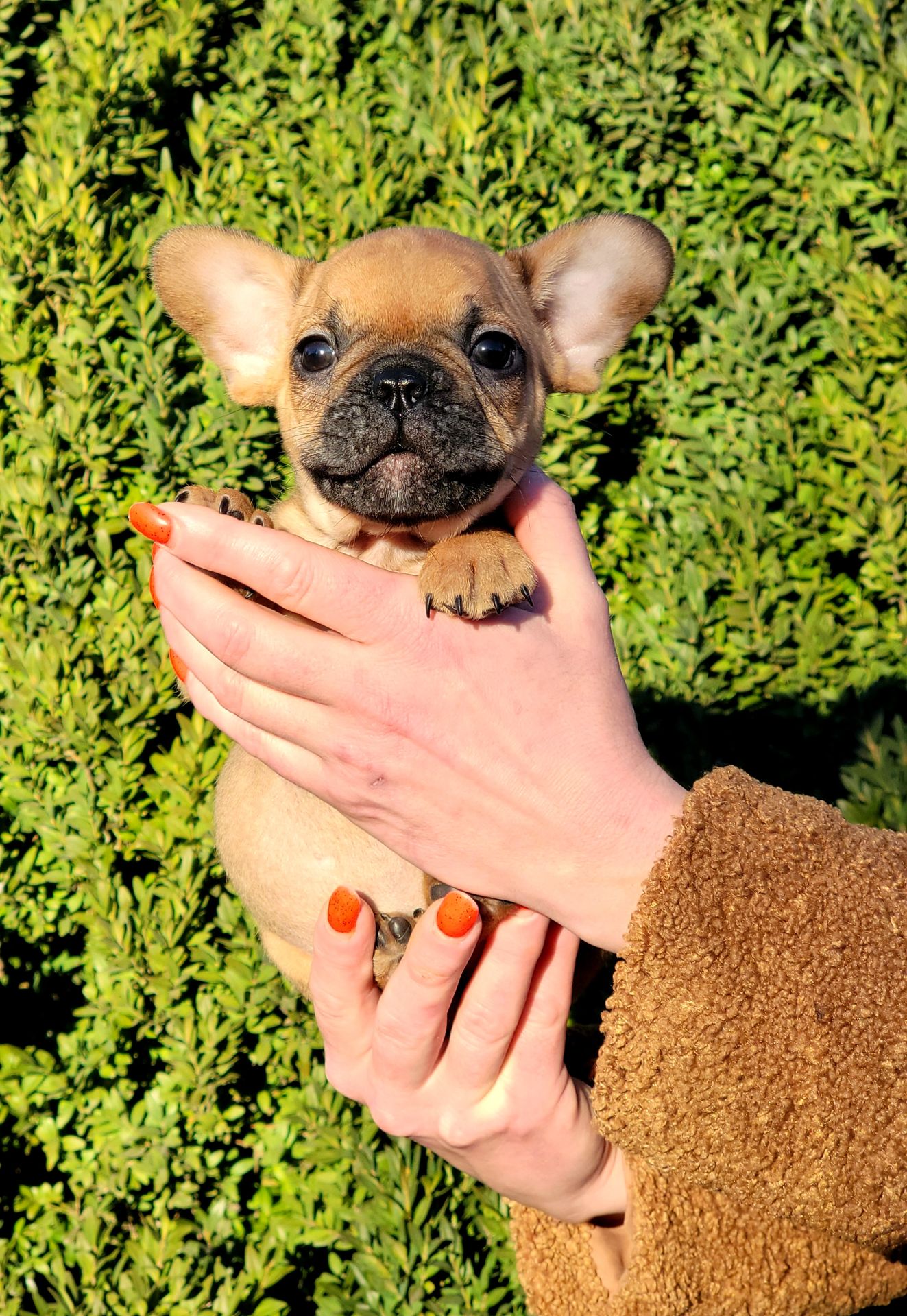 Французский бульдог мальчик