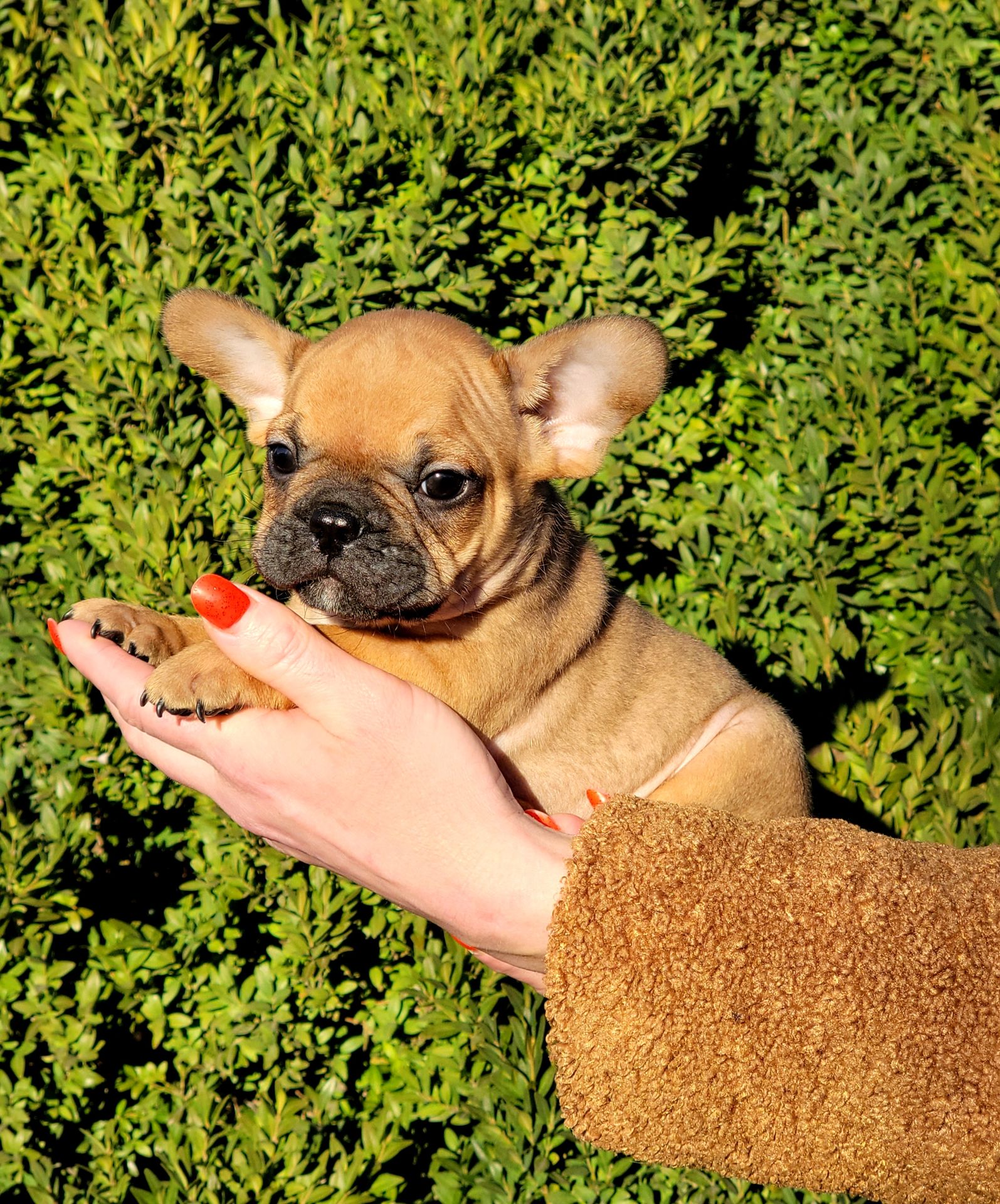 Французский бульдог мальчик