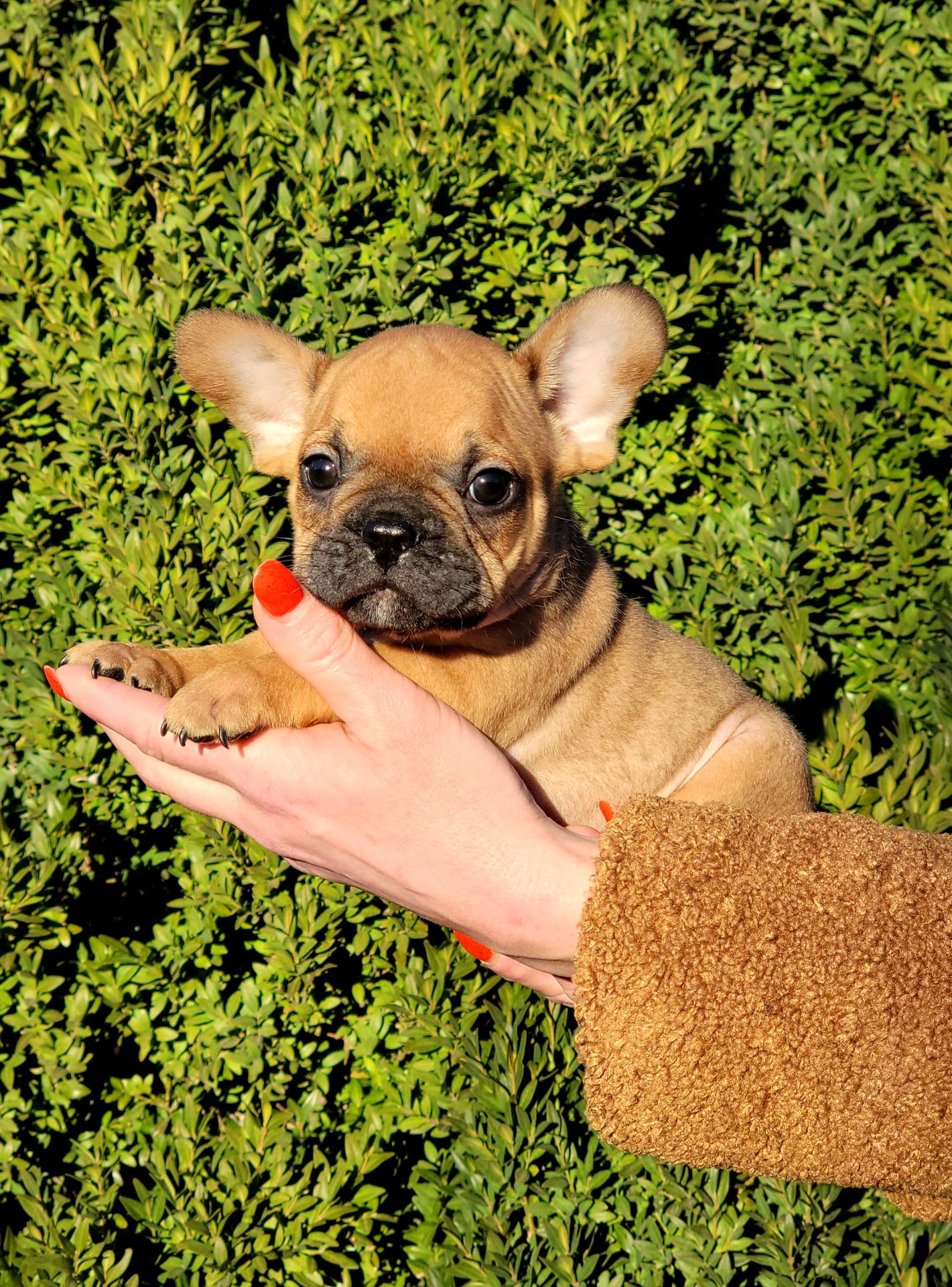 Французский бульдог мальчик