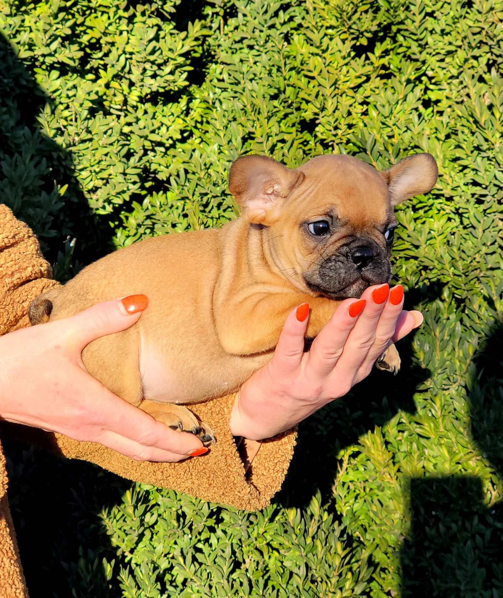 Французский бульдог мальчик