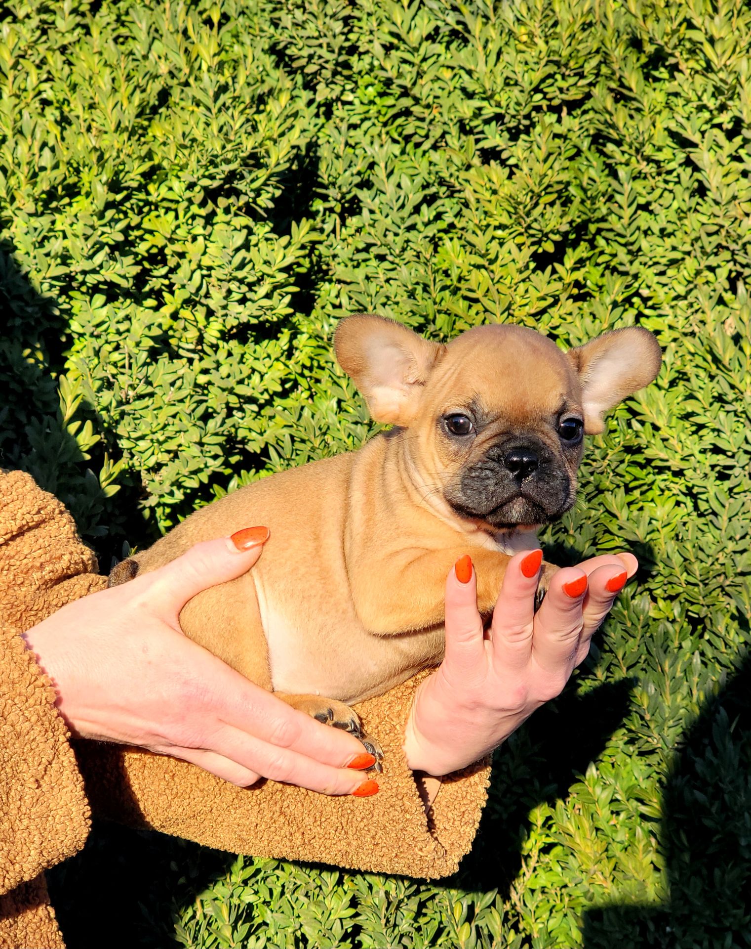 Французский бульдог мальчик