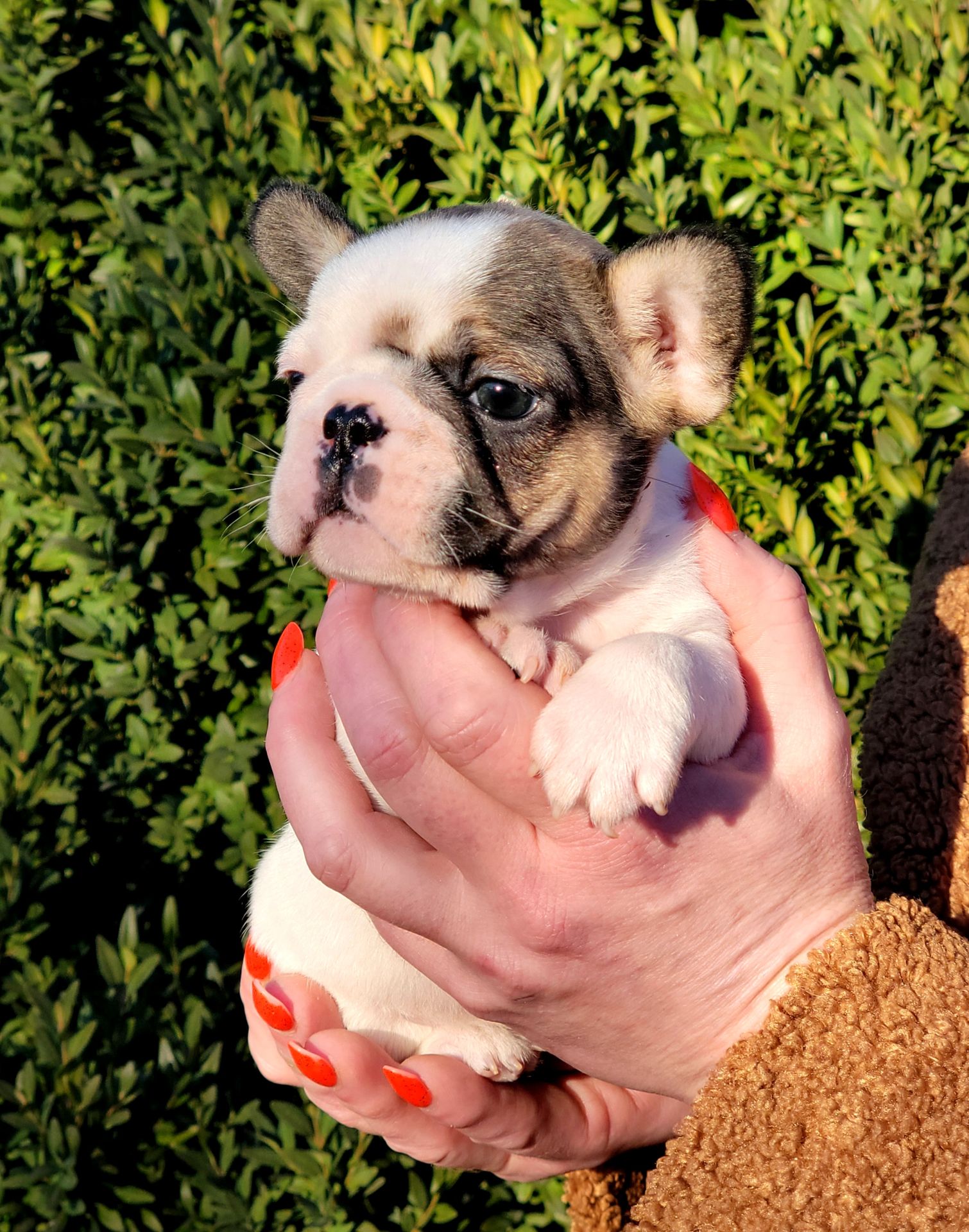 Французский бульдог девочка