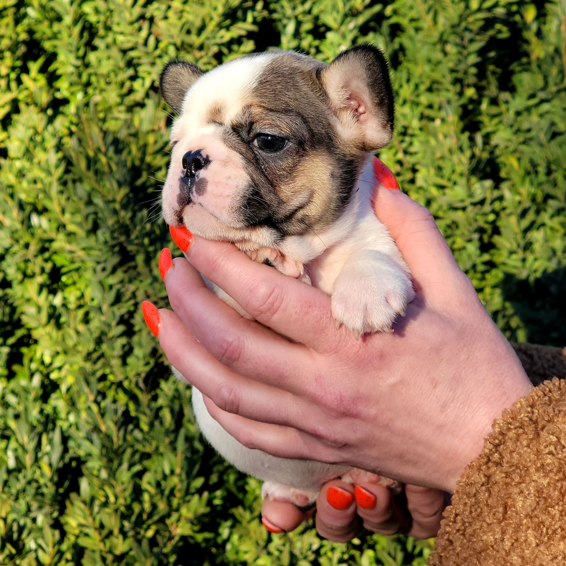 Французский бульдог девочка