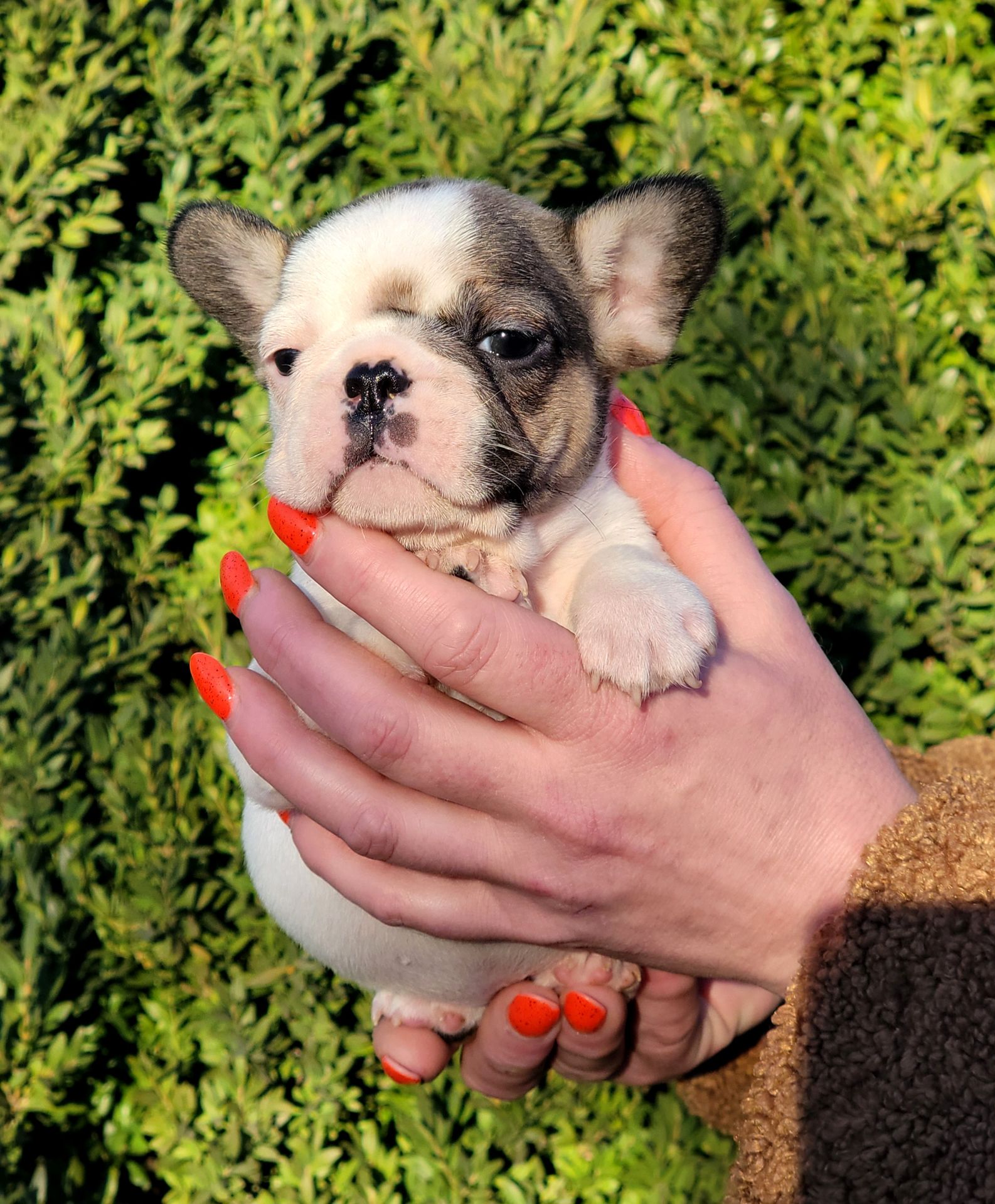 Французский бульдог девочка