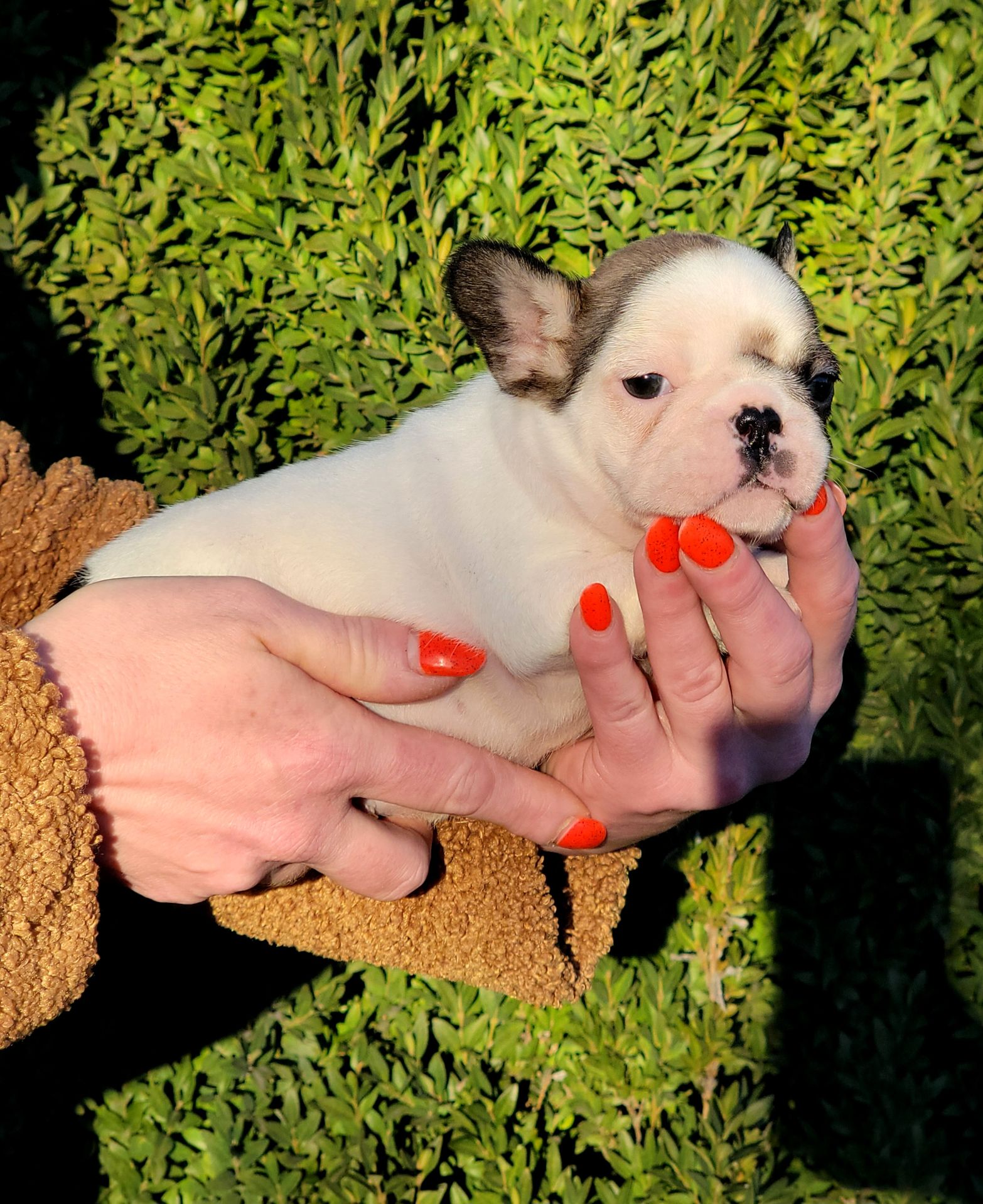 Французский бульдог девочка