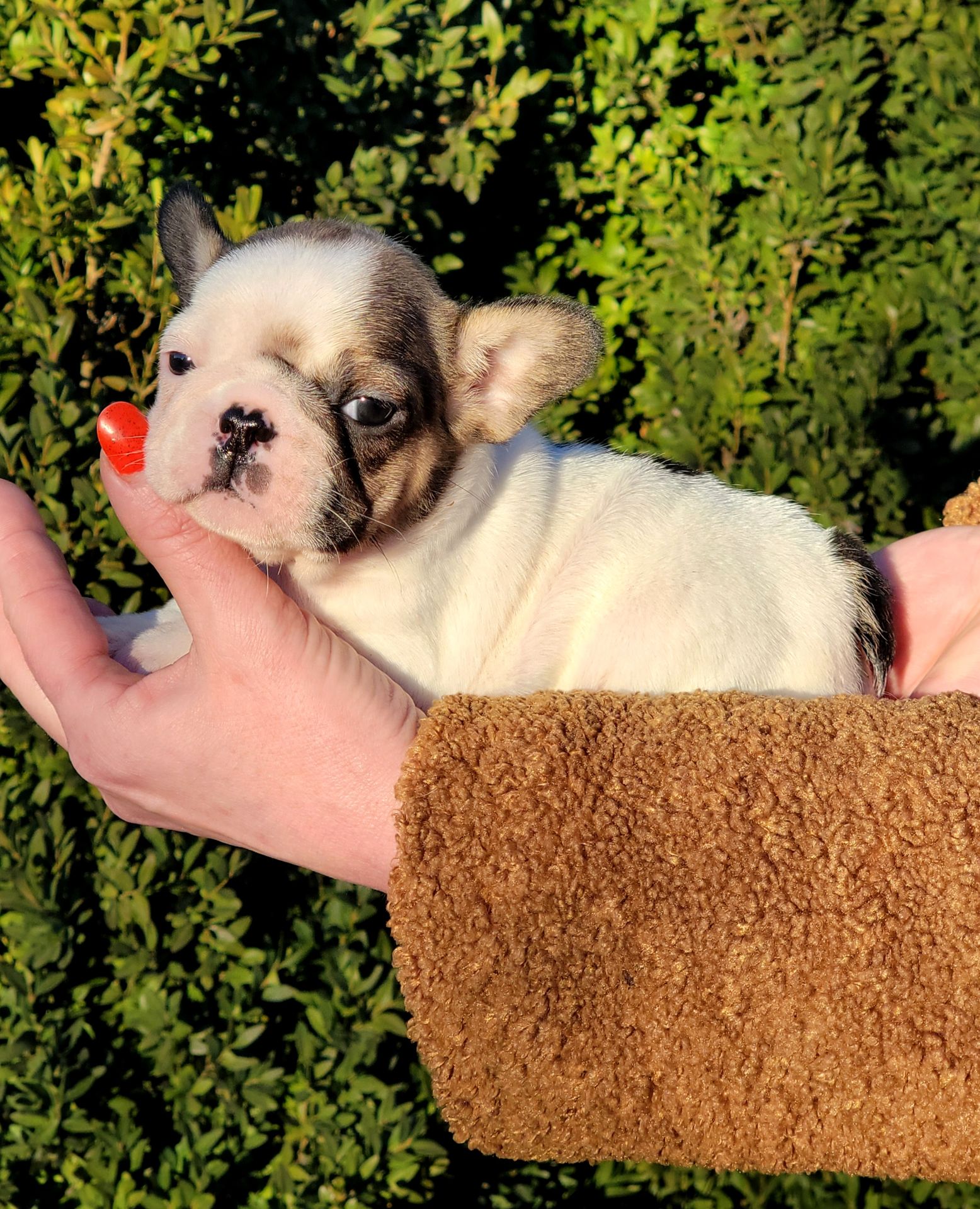 Французский бульдог девочка