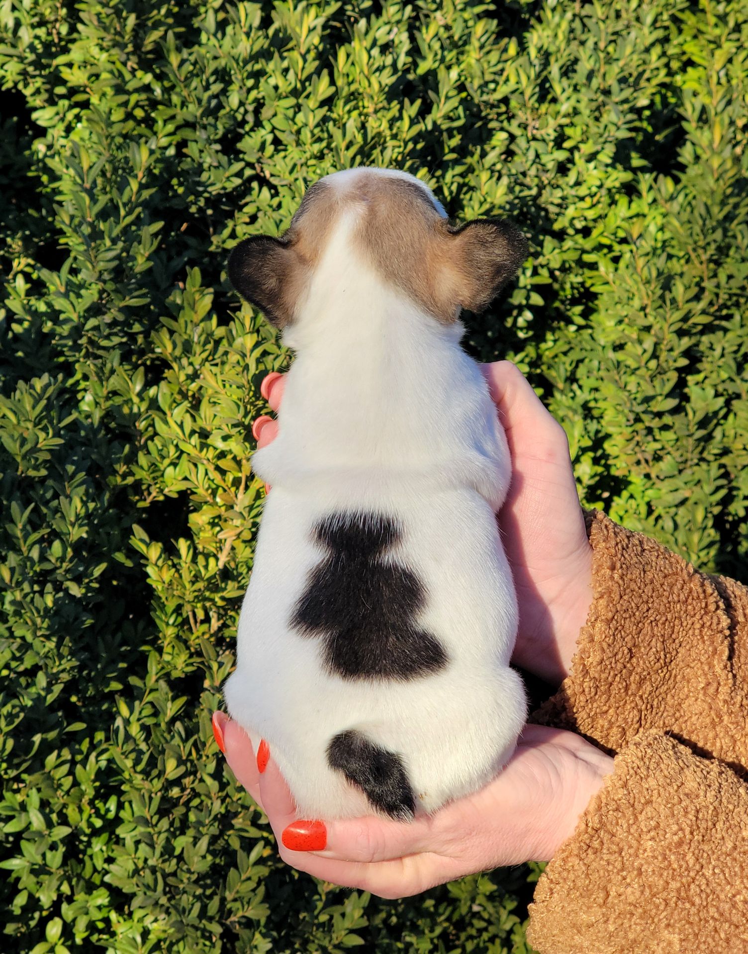 Французский бульдог девочка