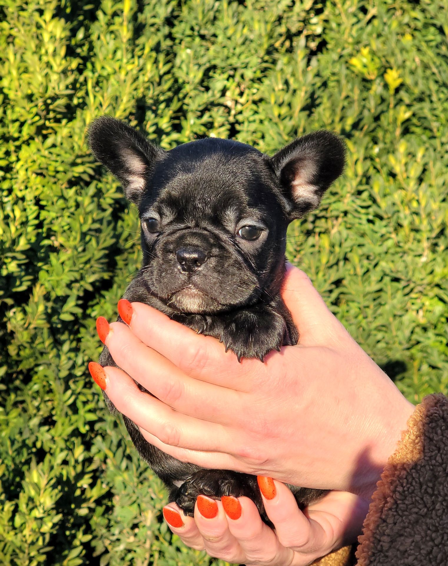 Французский бульдог девочка