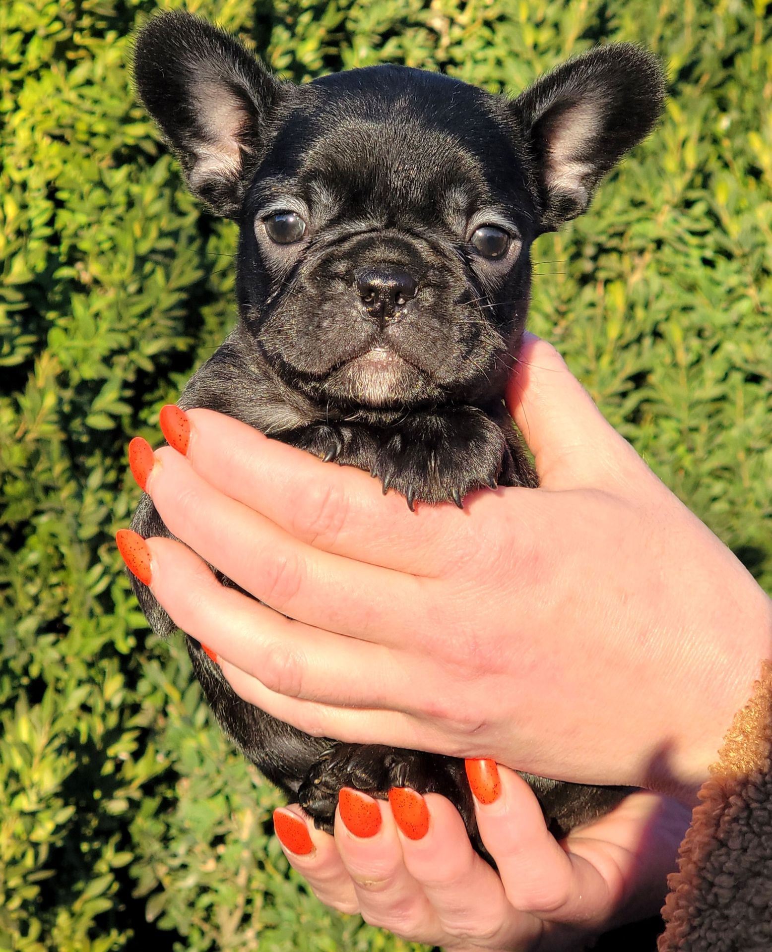 Французский бульдог девочка