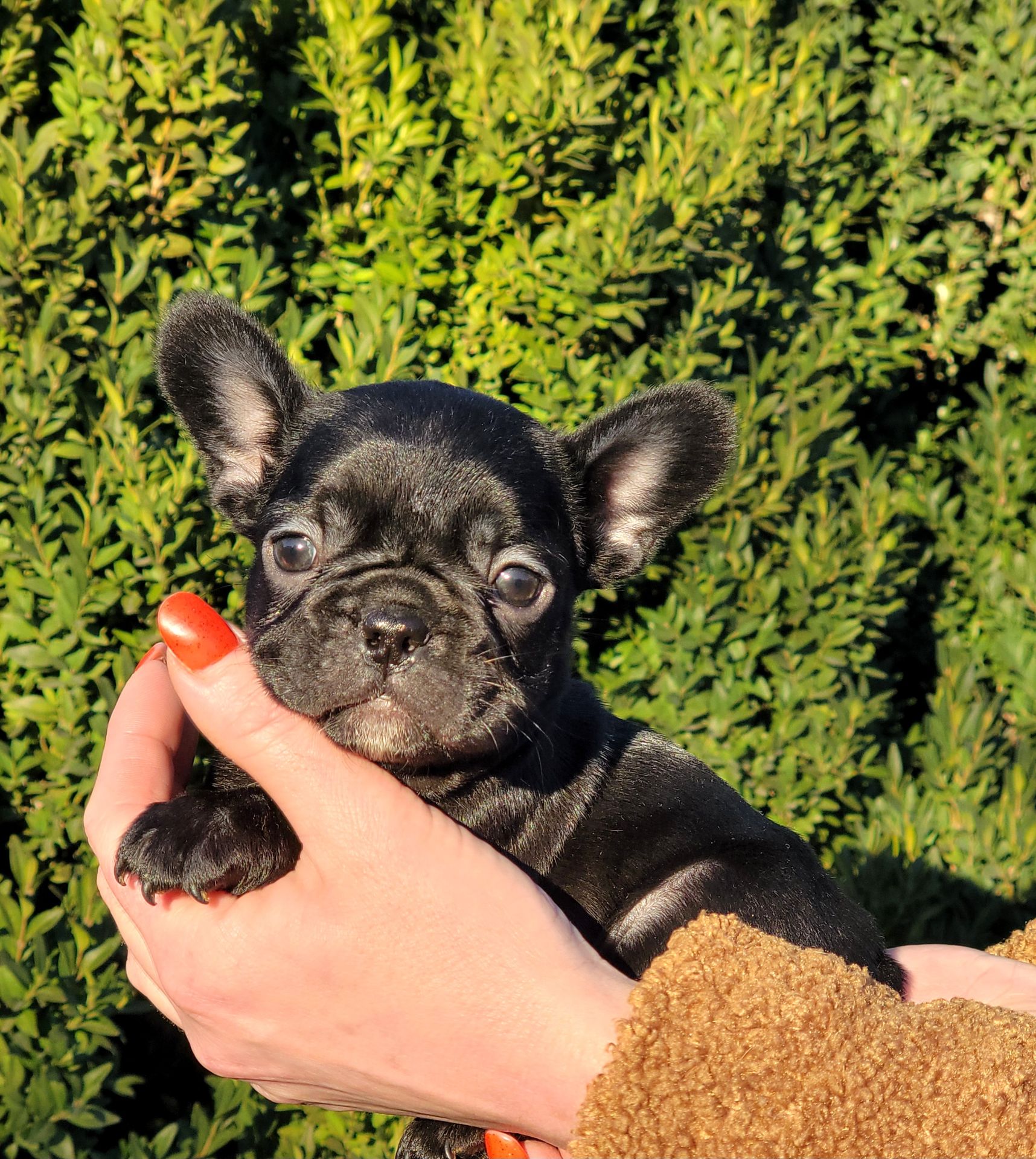 Французский бульдог девочка