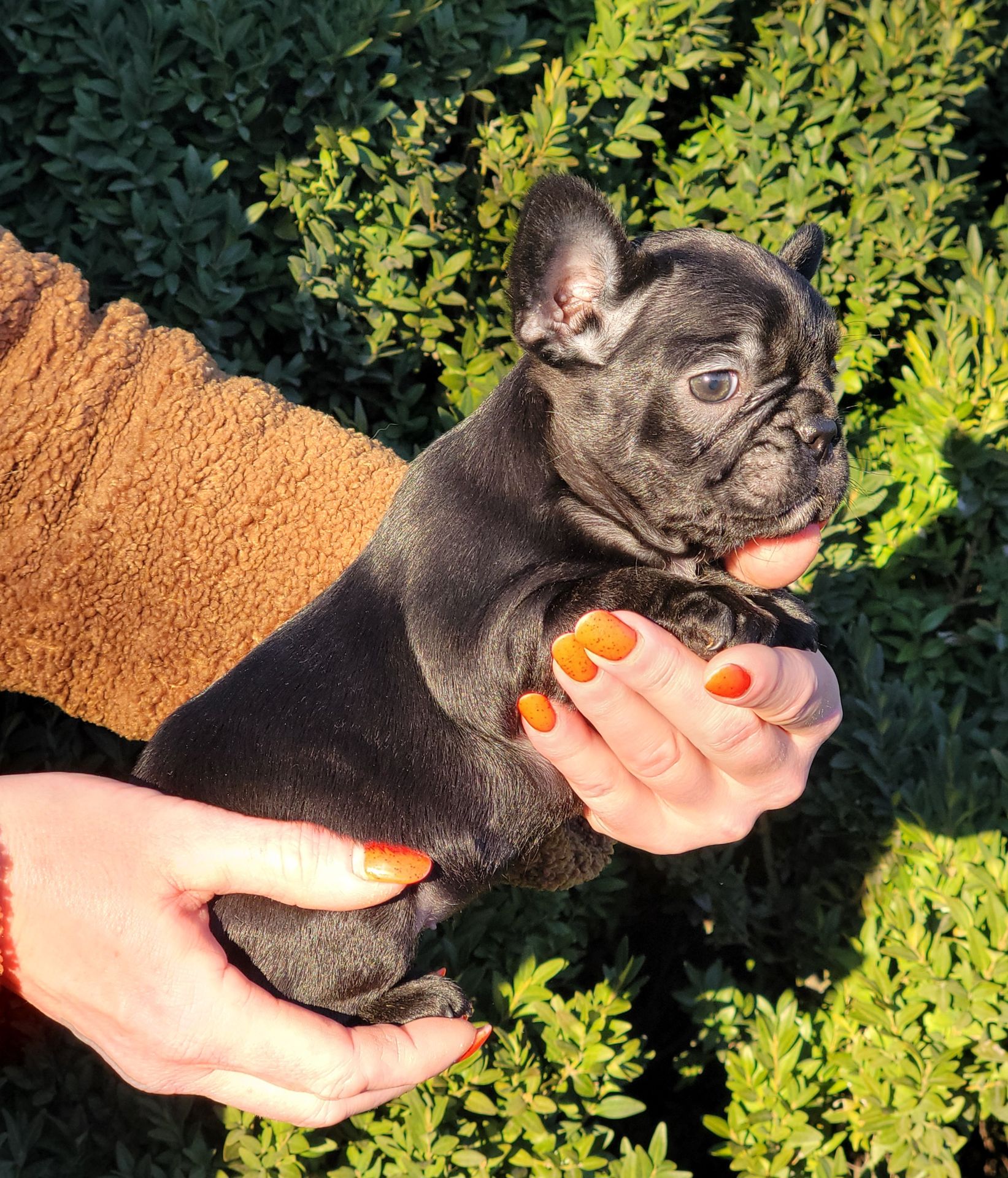 Французский бульдог девочка