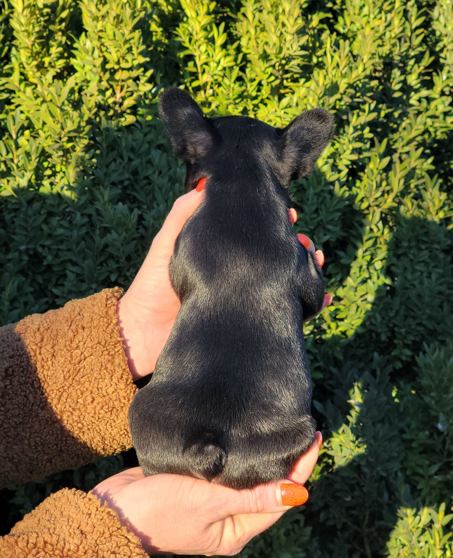 Французский бульдог девочка