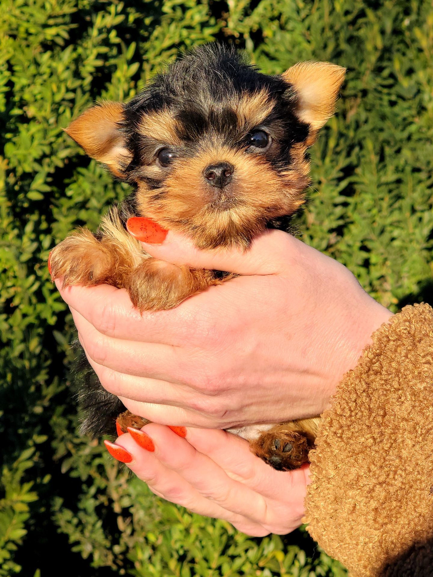 Йоркширский терьер мальчики