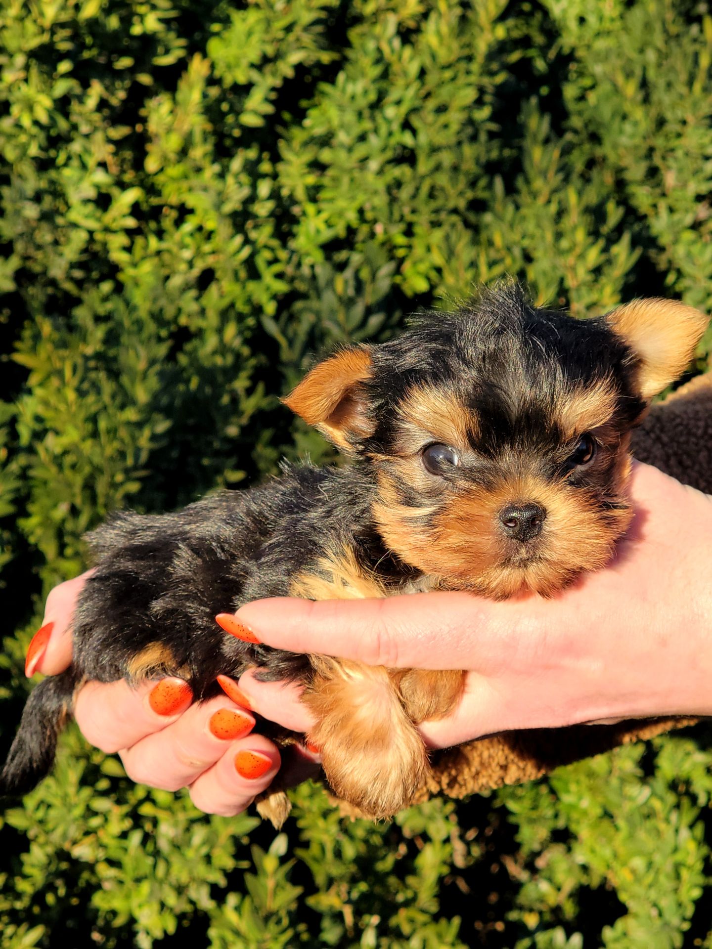 Йоркширский терьер мальчики