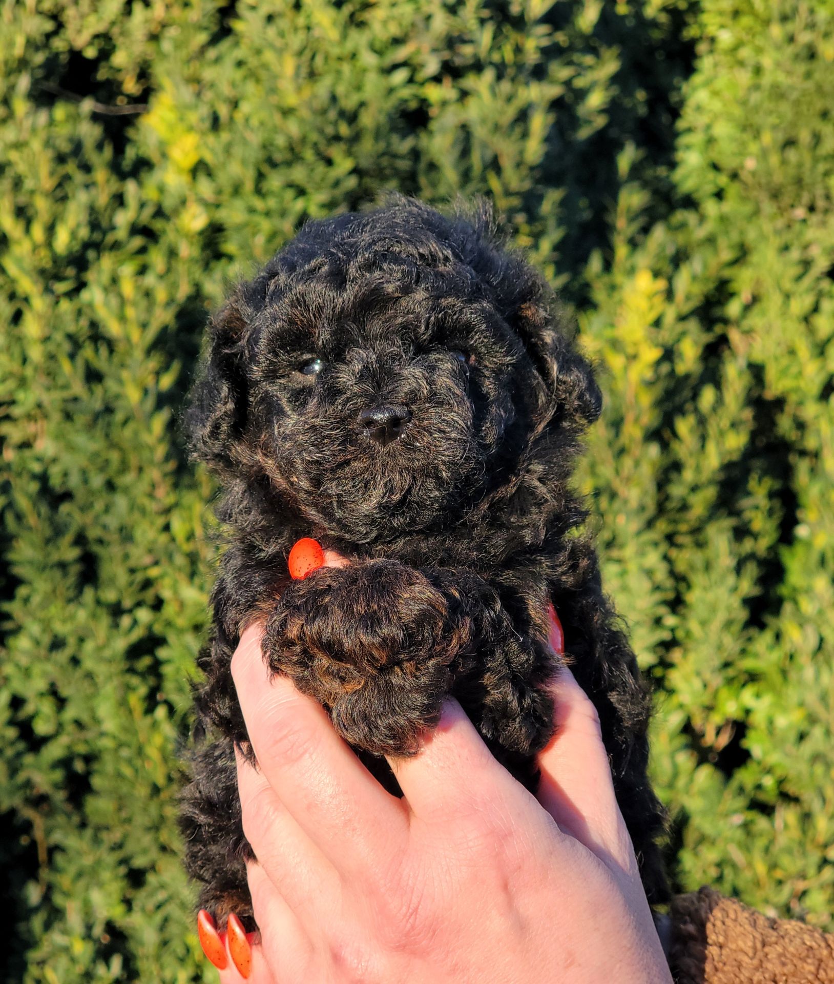 Мальтипу мальчик