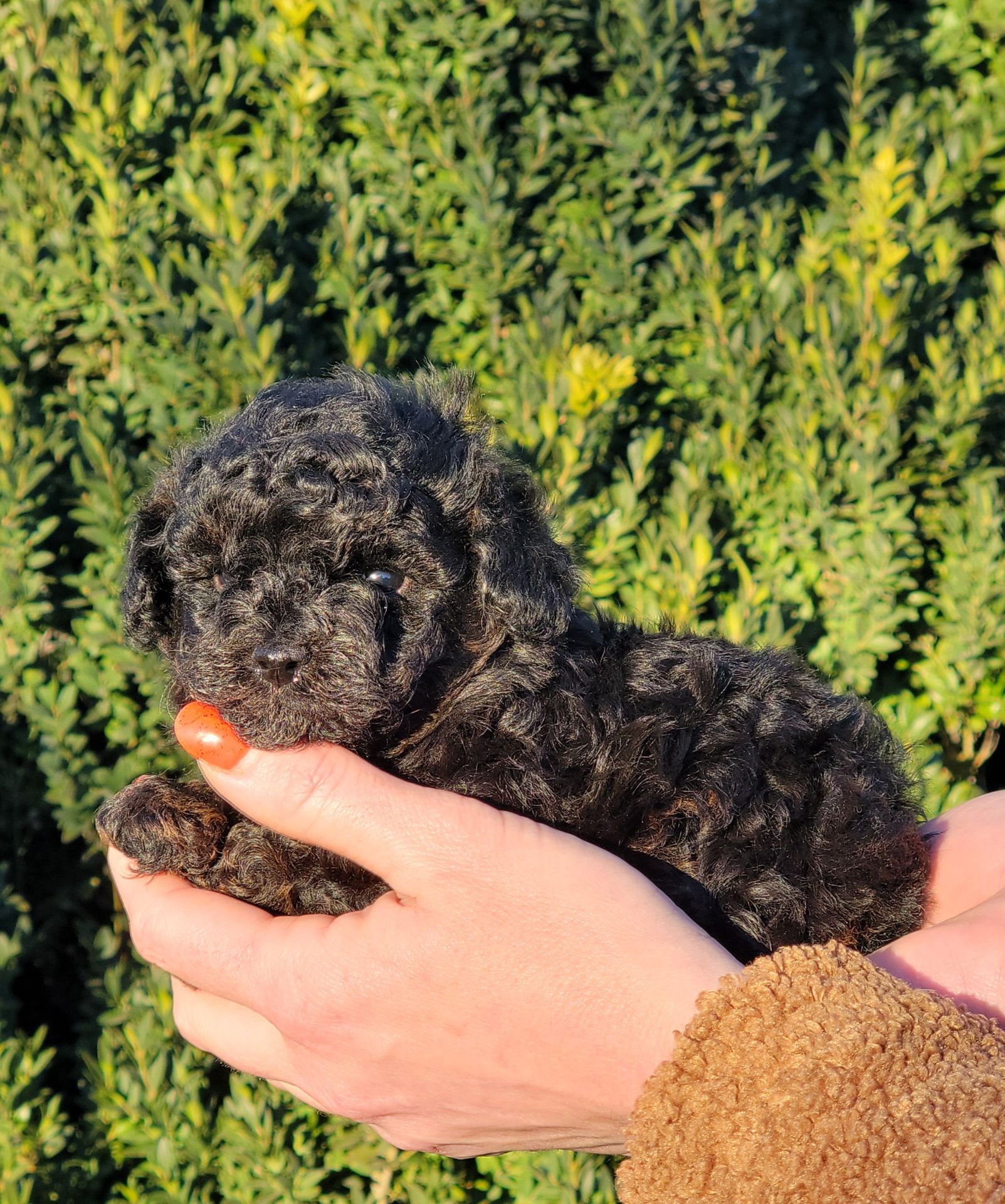 Мальтипу мальчик