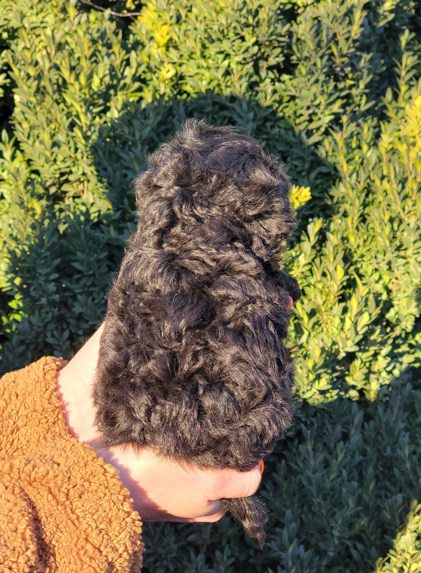 Мальтипу мальчик