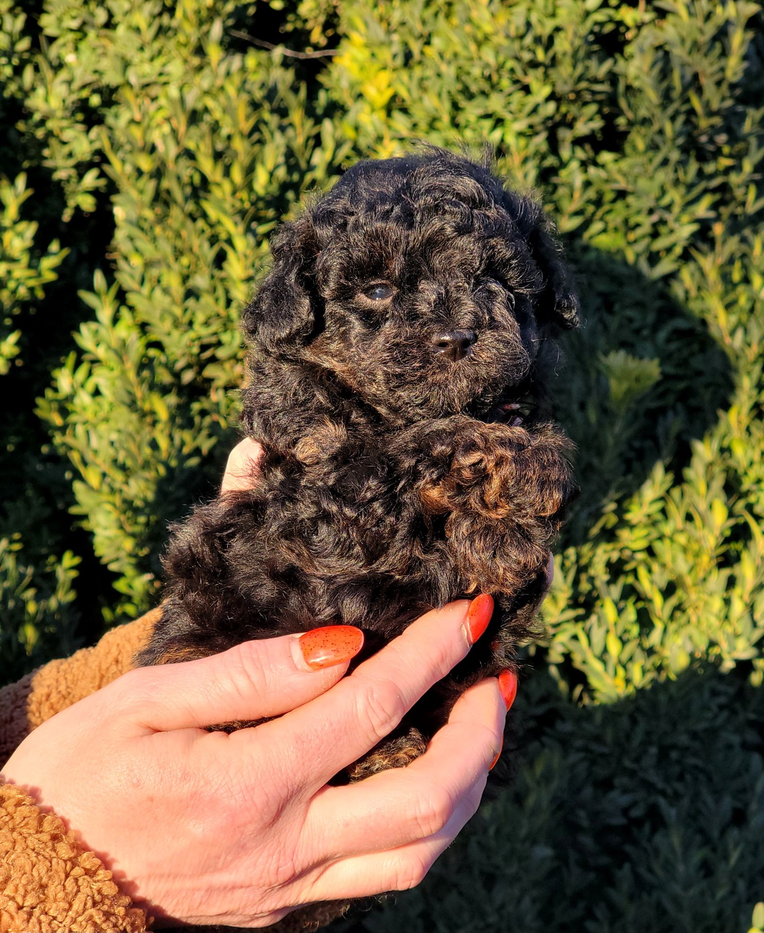 Мальтипу мальчик