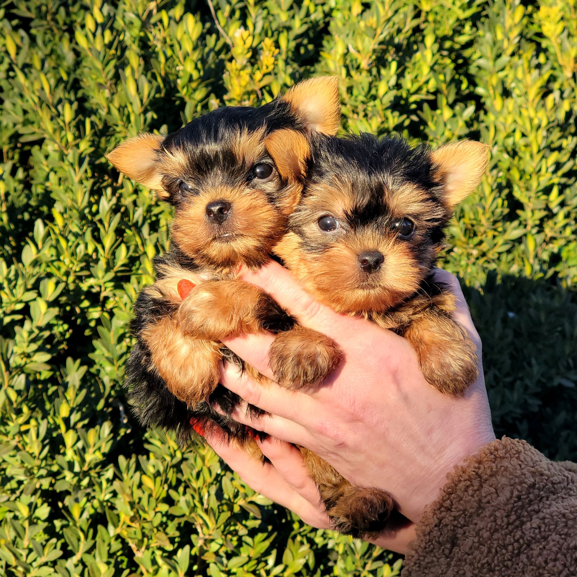 Йоркширский терьер мальчики