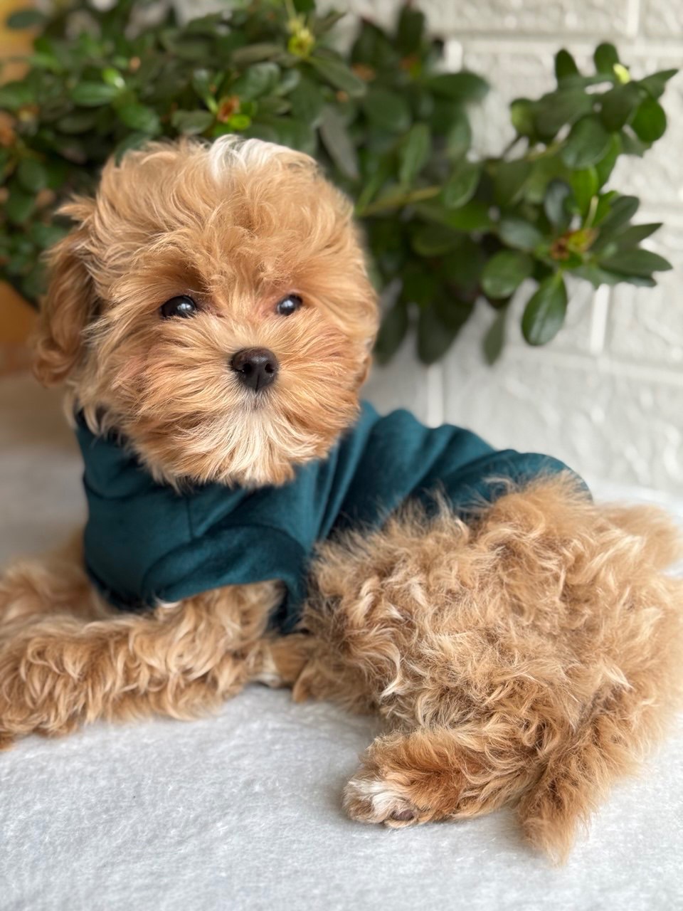 Хлопчик мальтіпу