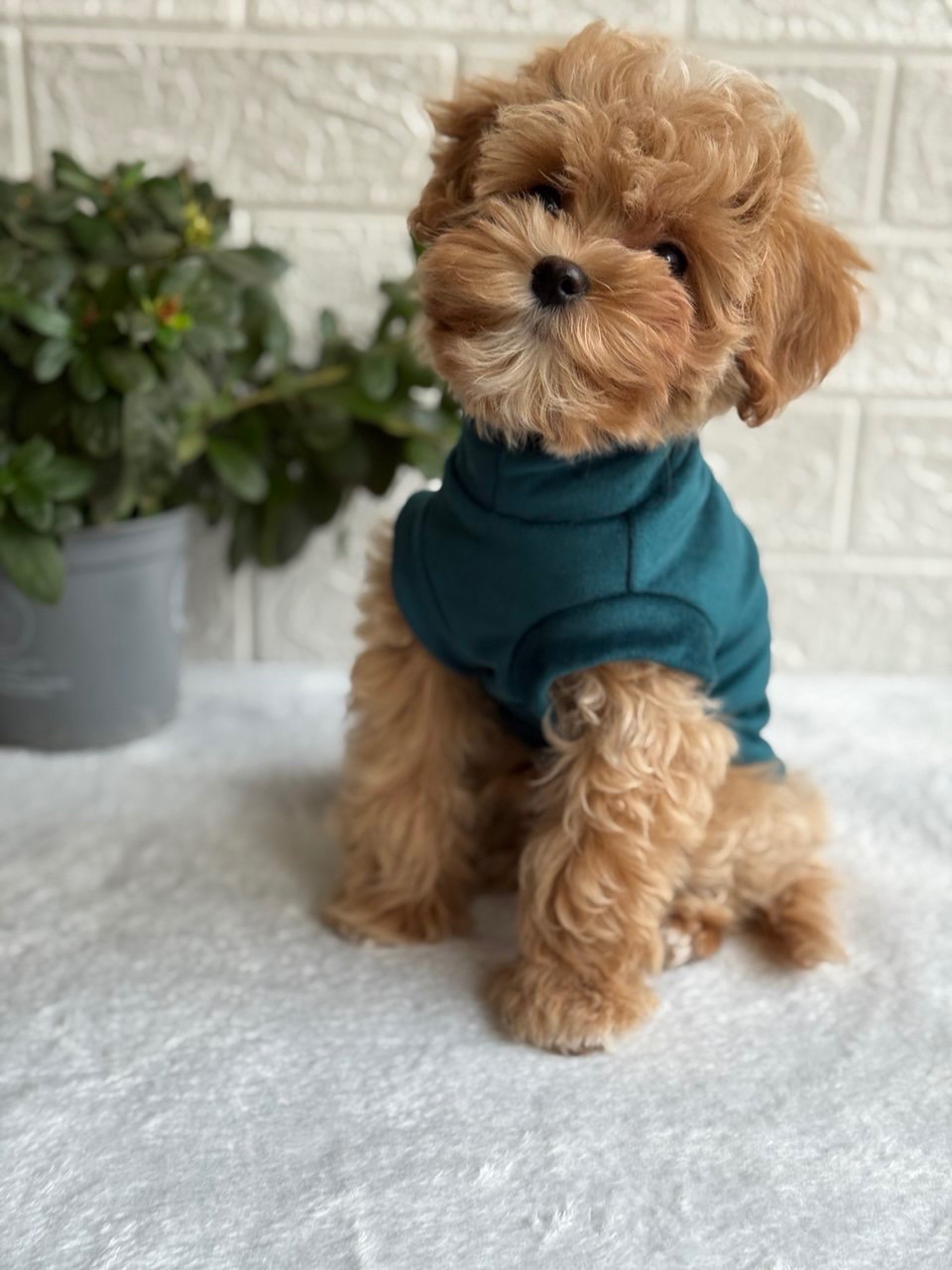 Хлопчик мальтіпу