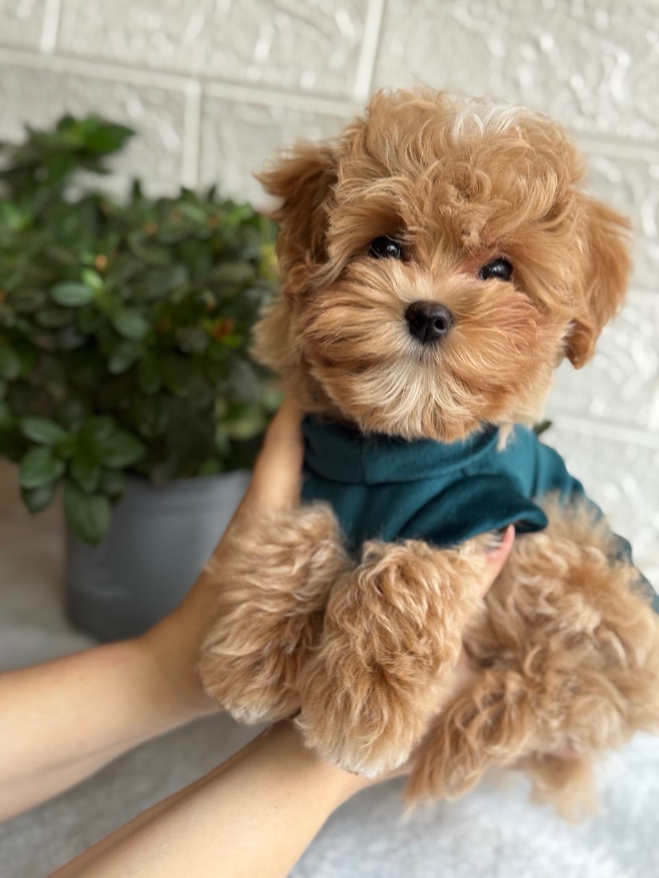 Хлопчик мальтіпу