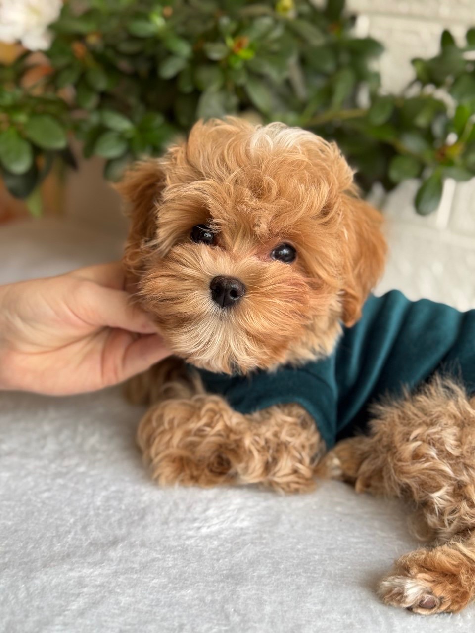 Хлопчик мальтіпу