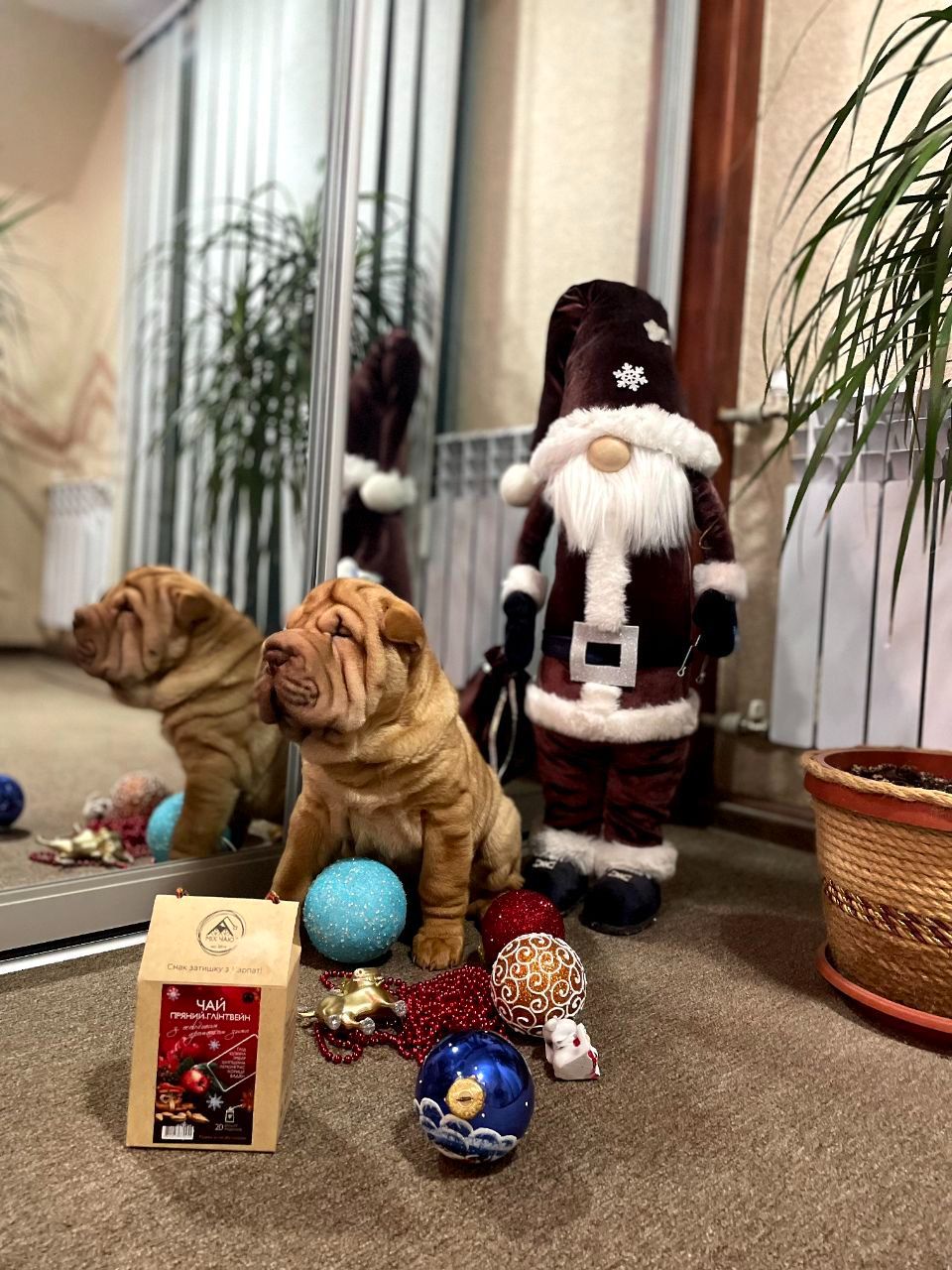 Шарпей хлопці 2,5 міс. КСУ-FCI