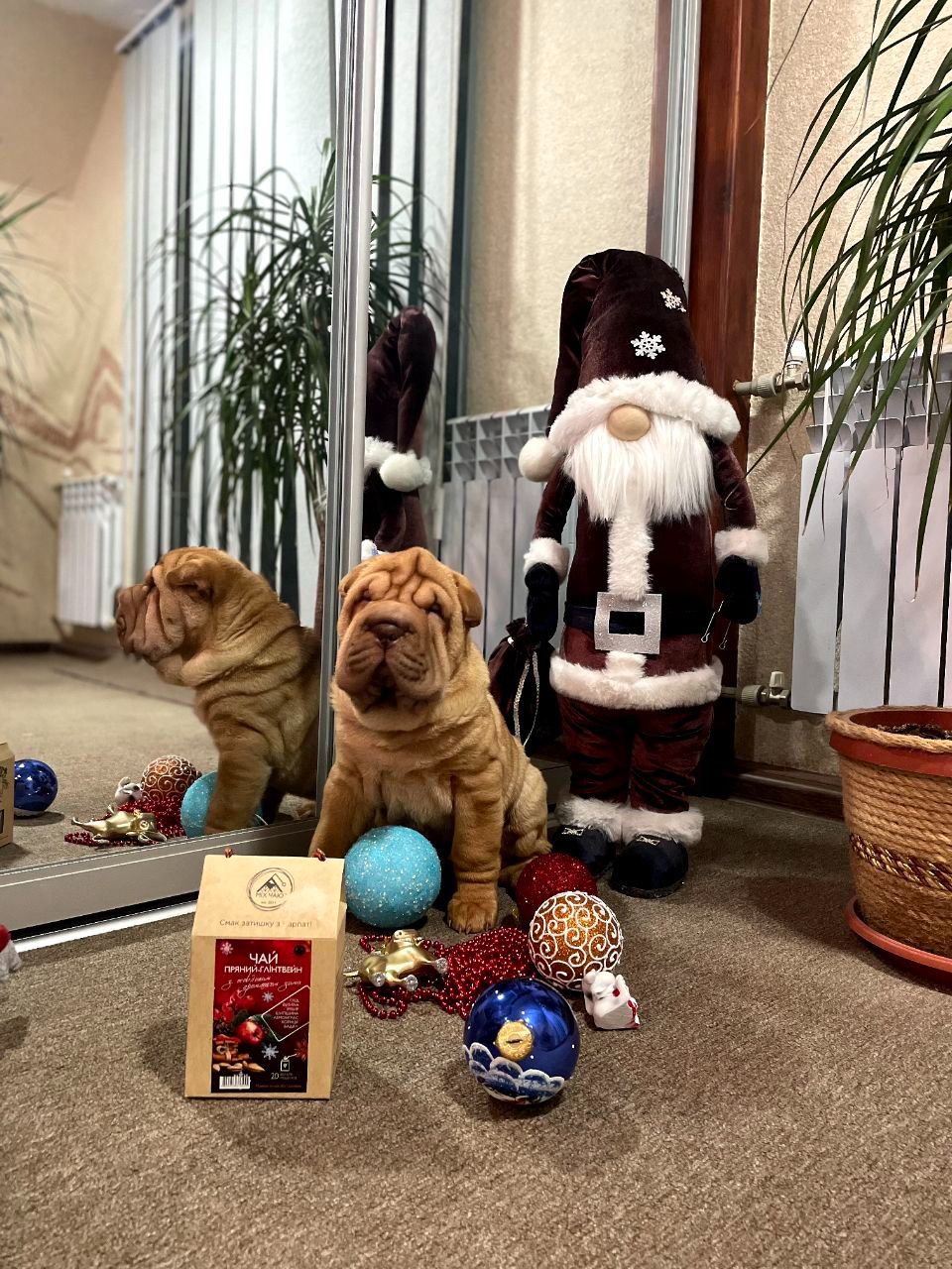 Шарпей хлопці 2,5 міс. КСУ-FCI