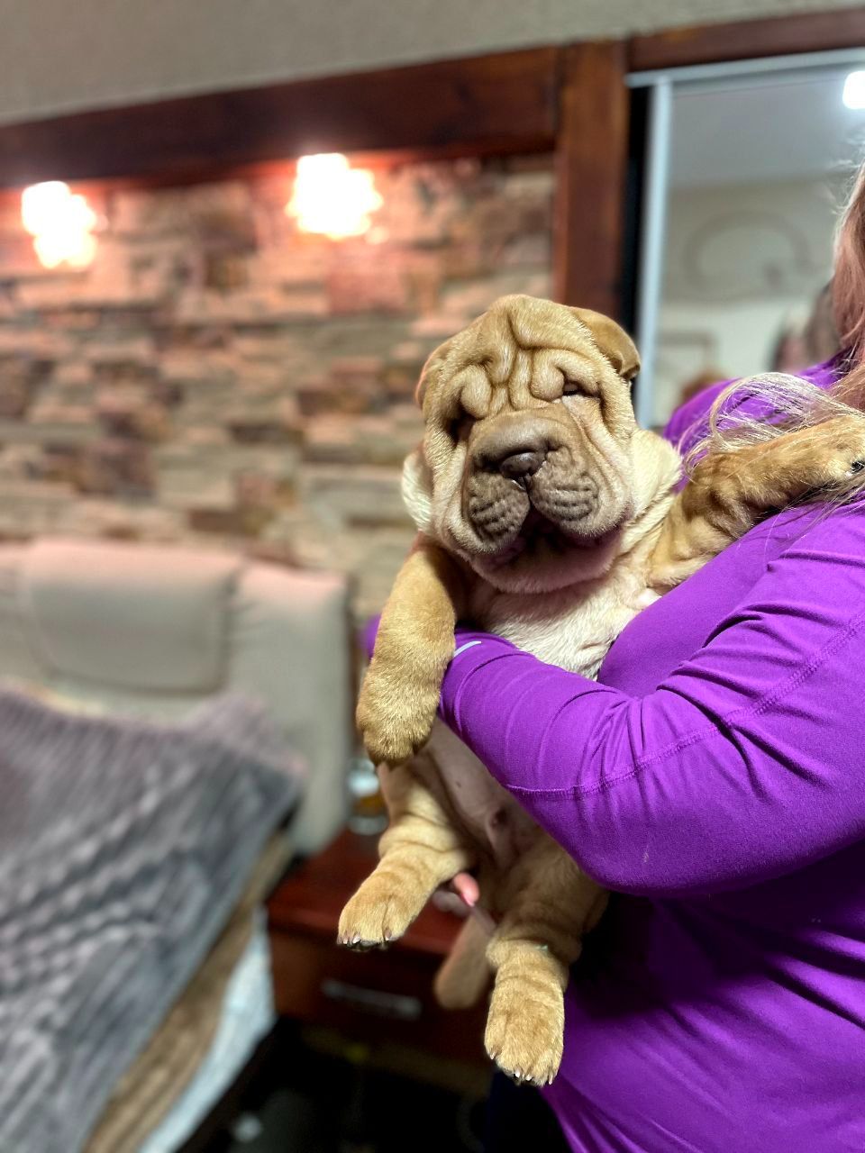 Шарпей хлопці 2,5 міс. КСУ-FCI