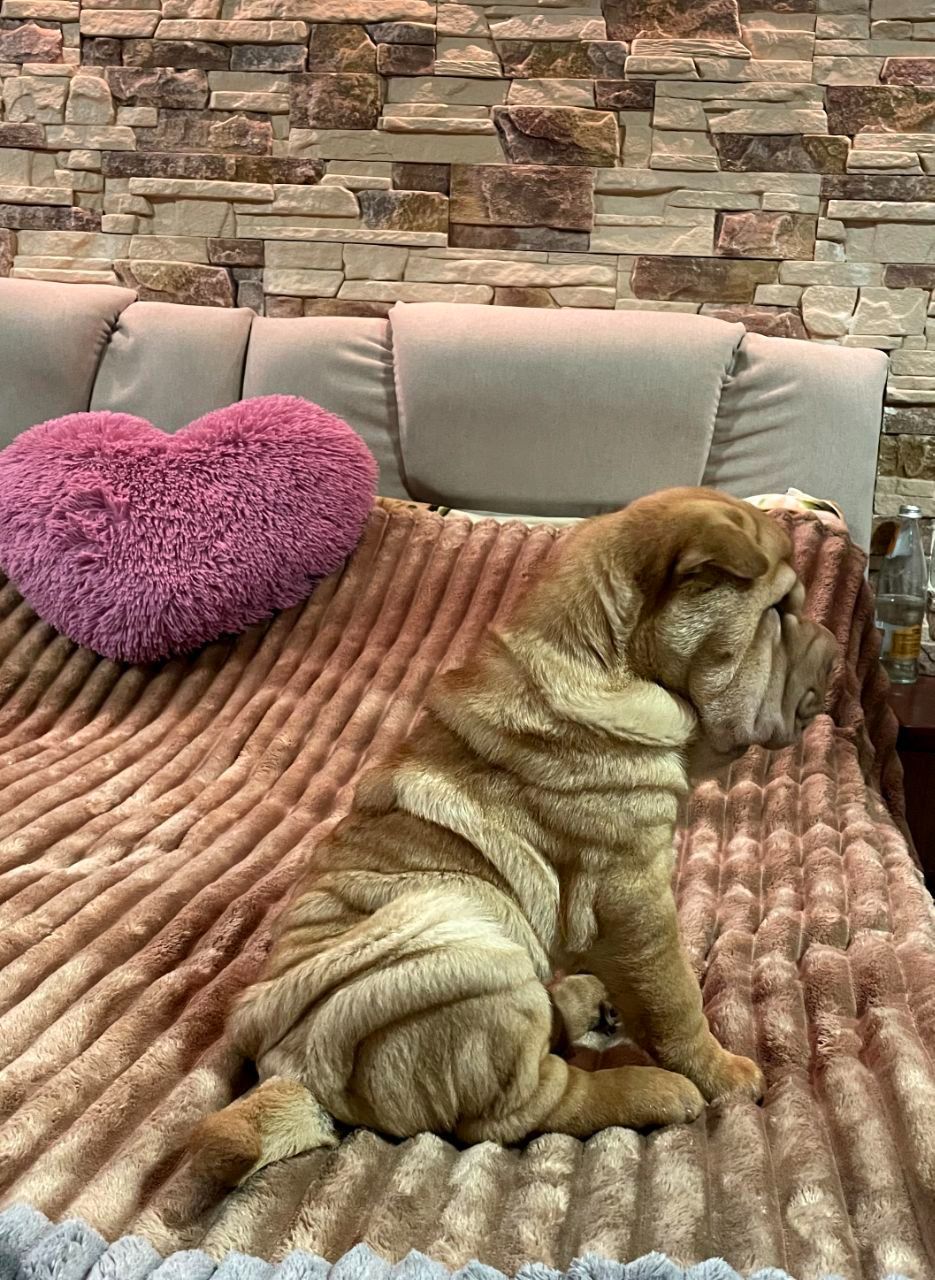 Шарпей хлопці 2,5 міс. КСУ-FCI