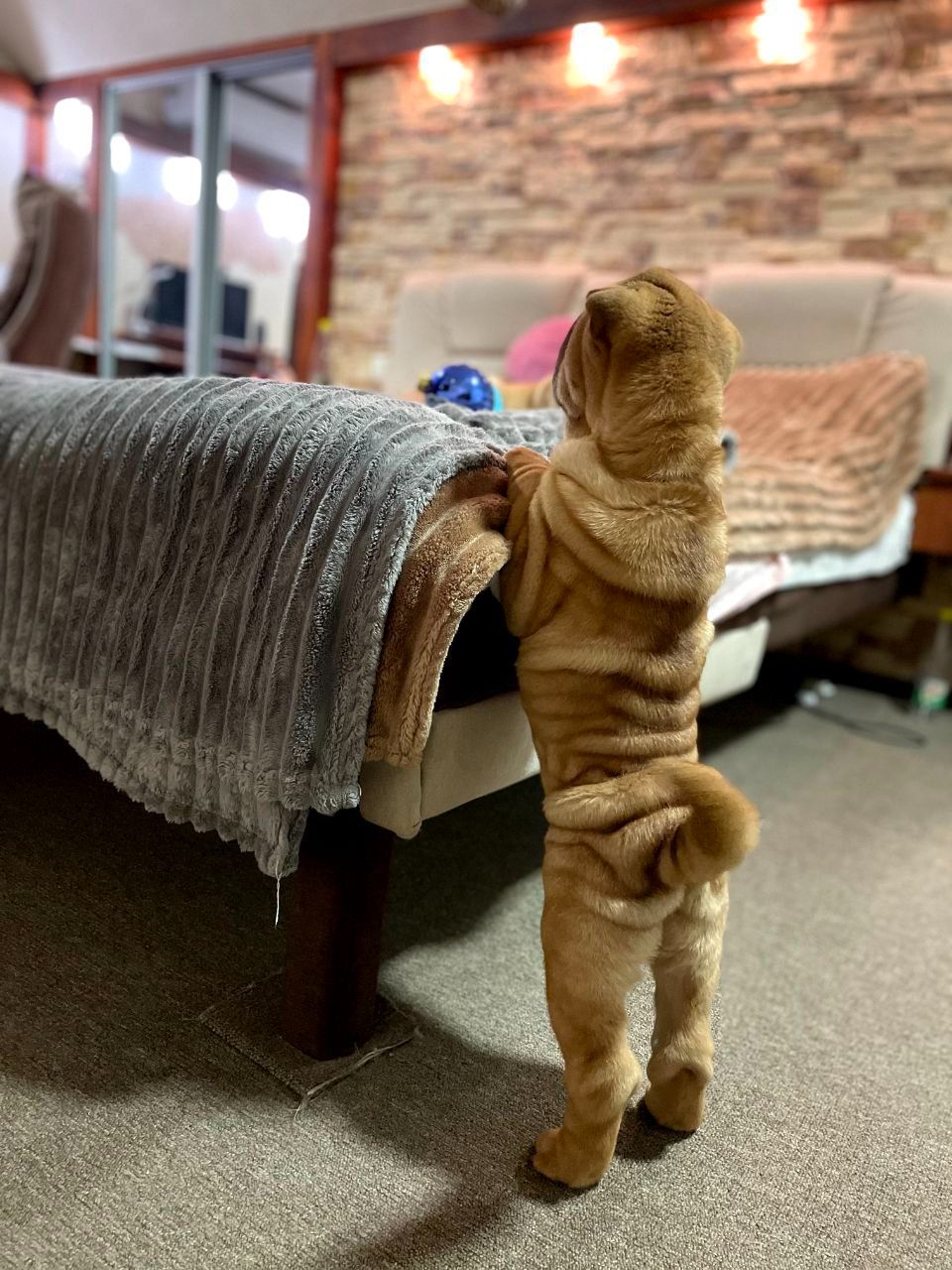 Шарпей хлопці 2,5 міс. КСУ-FCI