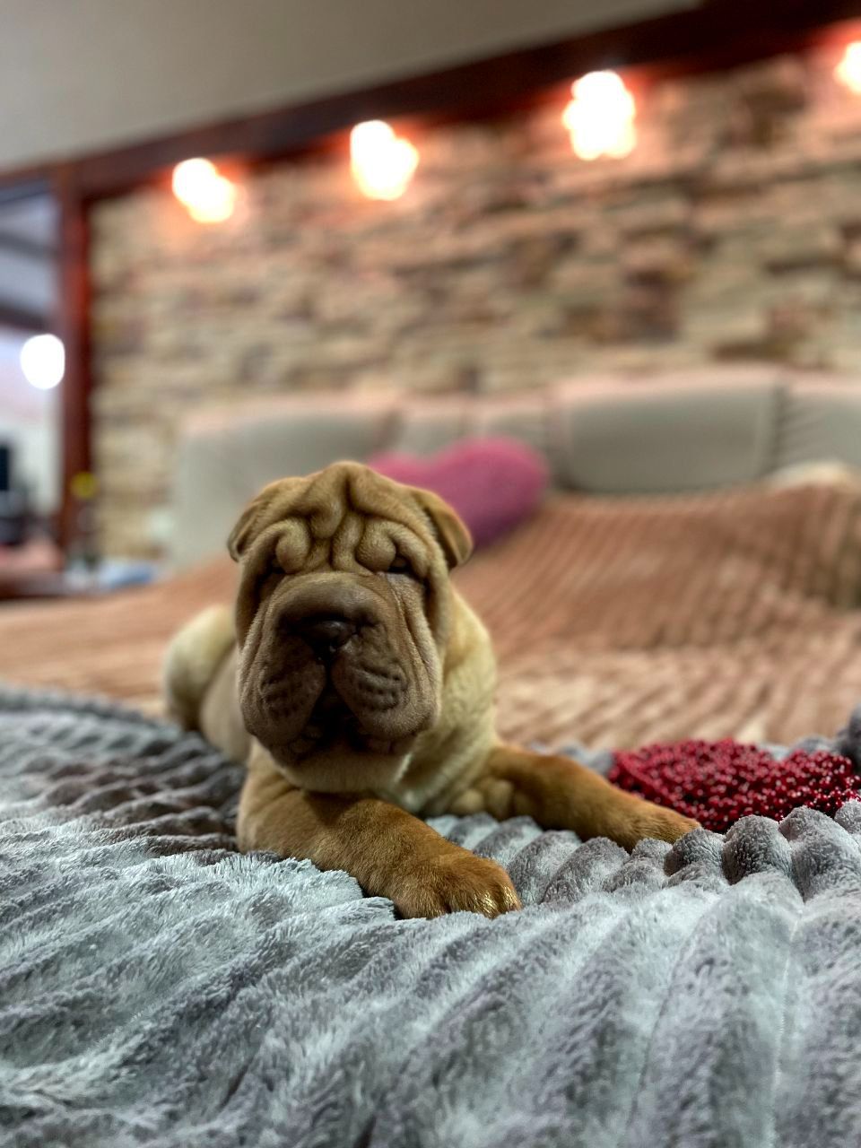 Шарпей хлопці 2,5 міс. КСУ-FCI