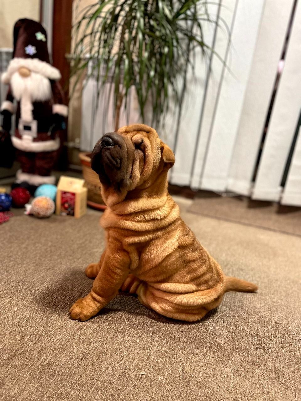 Шарпей хлопці 2,5 міс. КСУ-FCI