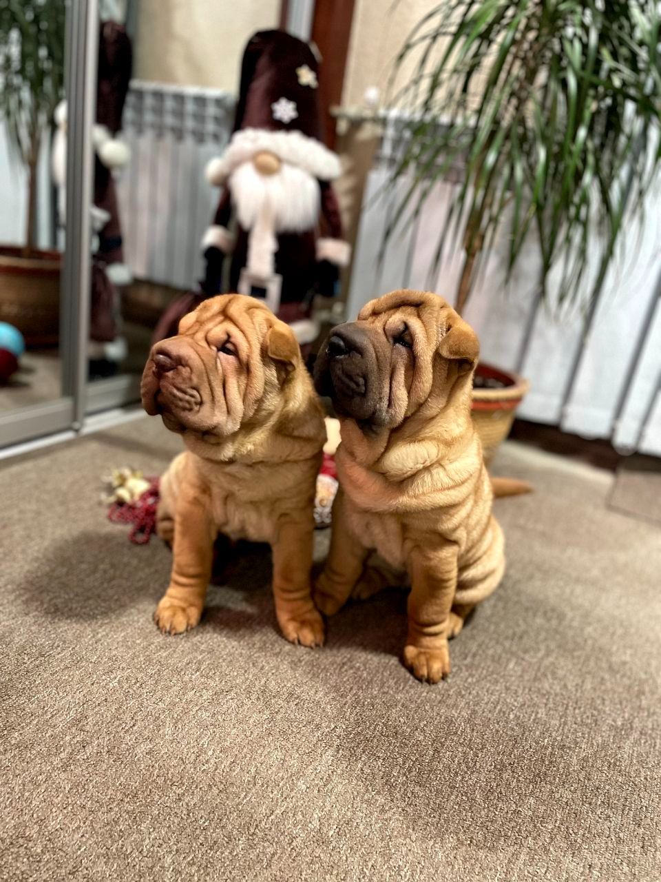 Шарпей хлопці 2,5 міс. КСУ-FCI