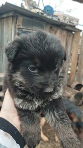 Цуценята німецької вівчарки