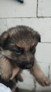 Цуценята німецької вівчарки