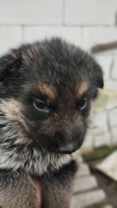 Цуценята німецької вівчарки