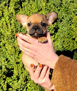 Французский бульдог мальчик