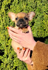 Французский бульдог мальчик