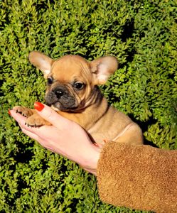 Французский бульдог мальчик