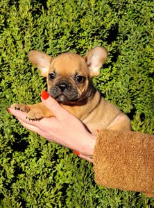 Французский бульдог мальчик
