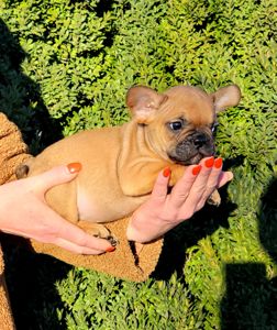 Французский бульдог мальчик