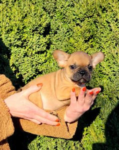 Французский бульдог мальчик