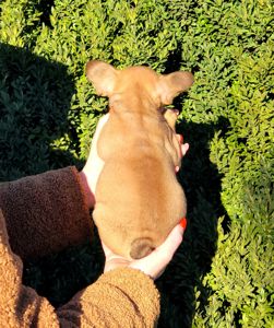 Французский бульдог мальчик