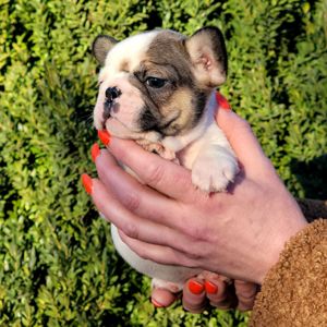 Французский бульдог девочка