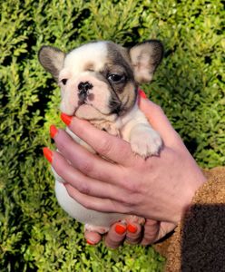 Французский бульдог девочка