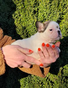 Французский бульдог девочка